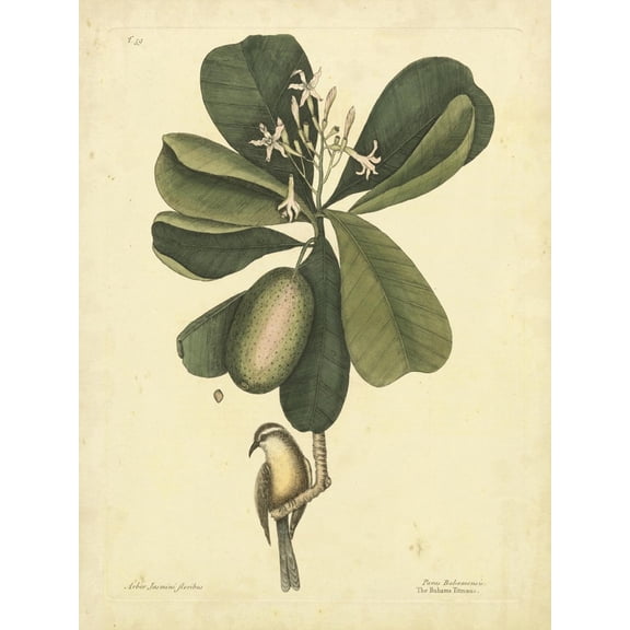 Art.com Catesby Bird & Botanical III Art Print by Mark Catesby, 12" x 16"