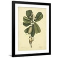 thumbnail image 1 of Art.com Catesby Bird & Botanical III Art Print by Mark Catesby, Black Frame Wall Art, 32" x 40", 1 of 5