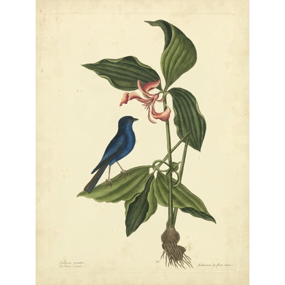 Art.com Catesby Bird & Botanical IV Art Print by Mark Catesby, 12" x 16"