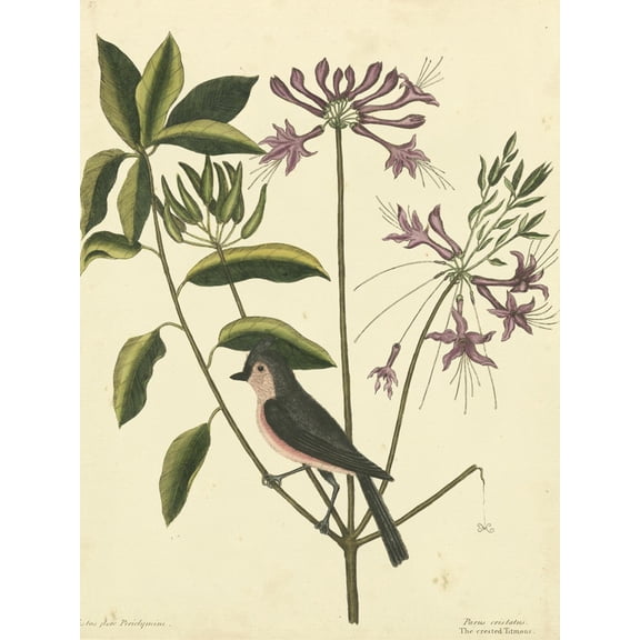Art.com Catesby Bird and Botanical I Art Print by Mark Catesby, 12" x 16"