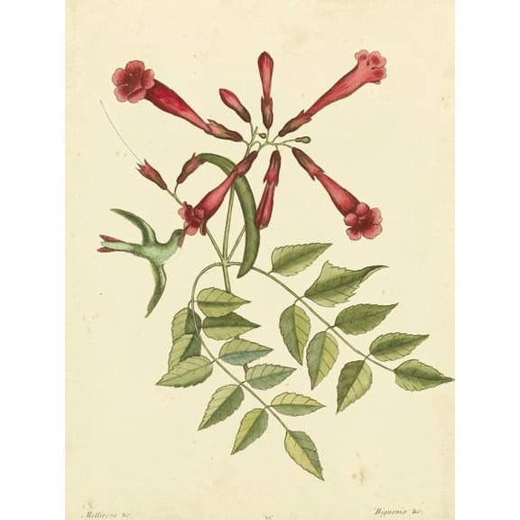 Art.com Catesby Bird and Botanical VI Art Print by Mark Catesby, 12" x 16"