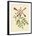 thumbnail image 1 of Art.com Catesby Bird and Botanical VI Art Print by Mark Catesby, Black Frame Wall Art, 23" x 29", 1 of 1