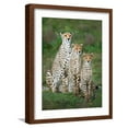 thumbnail image 1 of Art.com Cheetah (Acinonyx Jubatus) Family, Ndutu, Ngorongoro Conservation Area, Tanzania Photographic Print, Brown Frame Wall Art, 17" x 21", 1 of 5