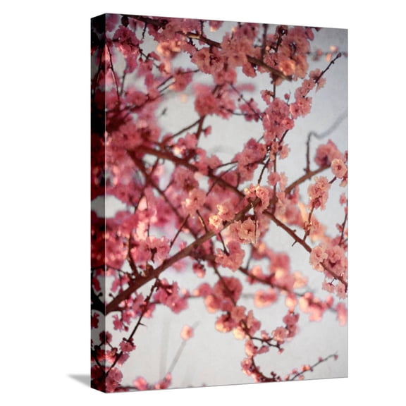Art.com Cherry Blossoms I Stretched Canvas Print Wall Art by Susan Bryant, 12" x 16"