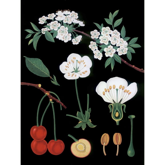Art.com Cherry Tree Giclee Print, 24" x 32"
