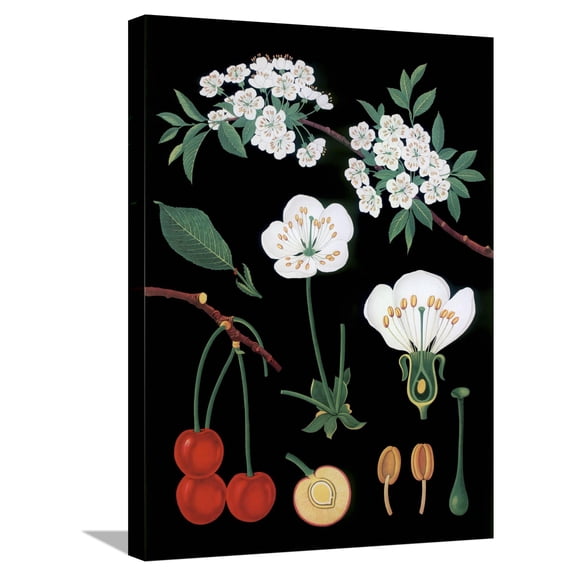 Art.com Cherry Tree Stretched Canvas Print Wall Art, 18" x 24"