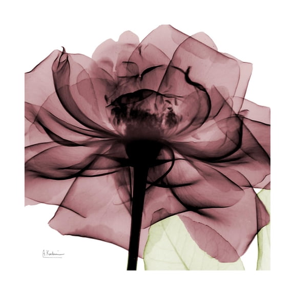 Art.com Chianti Rose 2 Premium Giclee Print by Albert Koetsier, 30" x 30"