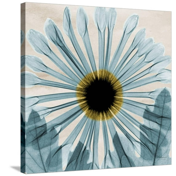 Art.com Chrysanthemum Close-Up Stretched Canvas Print Wall Art by Albert Koetsier, 30" x 30"