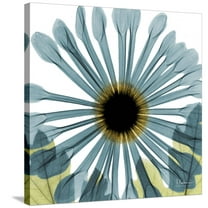 Art.com Chrysanthemum H68 Stretched Canvas Print Wall Art by Albert Koetsier, 30" x 30"