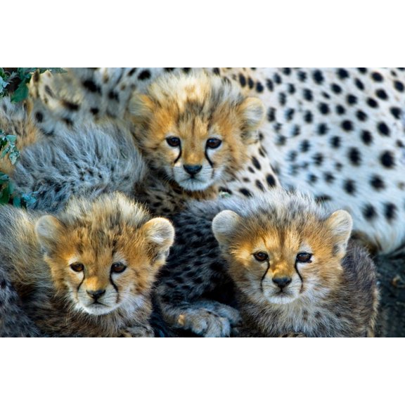 Art.com Close-Up of Cheetah (Acinonyx Jubatus) Cubs, Ndutu, Ngorongoro Conservation Area, Tanzania Photographic Print, 24" x 16"