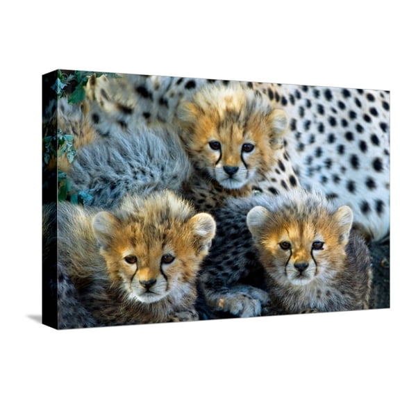 Art.com Close-Up of Cheetah (Acinonyx Jubatus) Cubs, Ndutu, Ngorongoro Conservation Area, Tanzania Stretched Canvas Print Wall Art, 18" x 12"