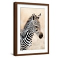 thumbnail image 1 of Art.com Close-Up of a Burchell's Zebra (Equus Burchelli), Ngorongoro Crater, Ngorongoro, Tanzania Photographic Print, Brown Frame Wall Art, 17" x 23", 1 of 5