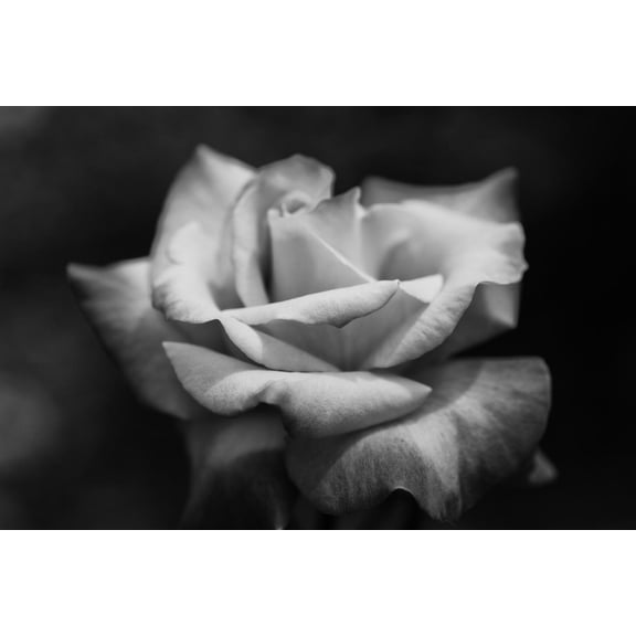 Art.com Close-Up of a Rose, Los Angeles County, California, USA Photographic Print, 18" x 12"