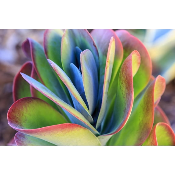 Art.com Close-up of succulent plants, San Diego, California, USA. Photographic Print by Stuart Westmorland, 36" x 24"