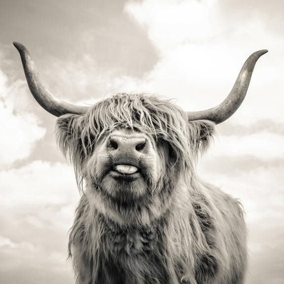 Art.com Close up portrait of Scottish Highland cattle on a farm Photographic Print by Mark Gemmell, 16" x 16"