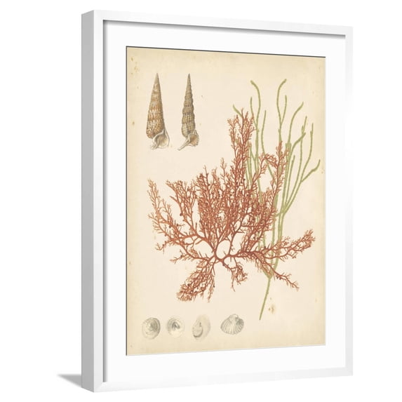 Art.com Coastal Relic III Art Print, White Frame Wall Art, 23" x 29"
