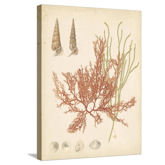 Art.com Coastal Relic III Stretched Canvas Print Wall Art, 18" x 24"