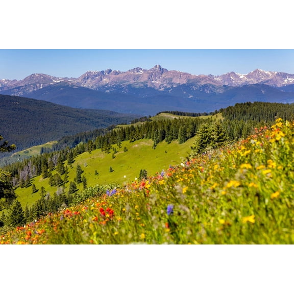 Art.com Colorado, Shrine Pass, Vail. Wildflowers on Mountain Landscape Photographic Print by Jaynes Gallery, 18" x 12"