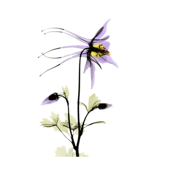 Art.com Columbine Square 2 Premium Giclee Print by Albert Koetsier, 30" x 30"