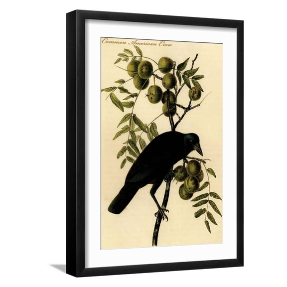 Art.com Common American Crow Art Print by John James Audubon, Black Frame Wall Art, 17" x 23"