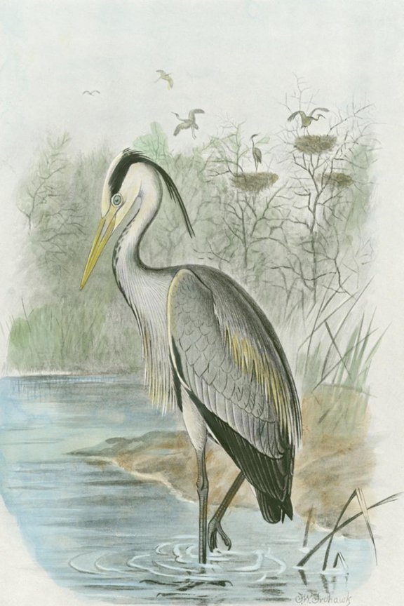 Common Heron Art Print, 12" x 18"