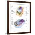 thumbnail image 1 of Art.com Comparative Illustration of Plant and Animal Cell Anatomy (With Labels) Art Print, Brown Frame Wall Art, 32" x 40", 1 of 5