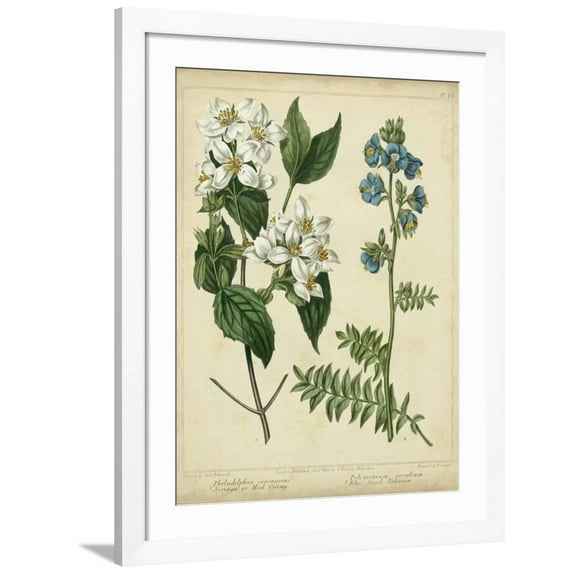Art.com Cottage Florals I Art Print by Sydenham Teast Edwards, White Frame Wall Art, 32" x 40"