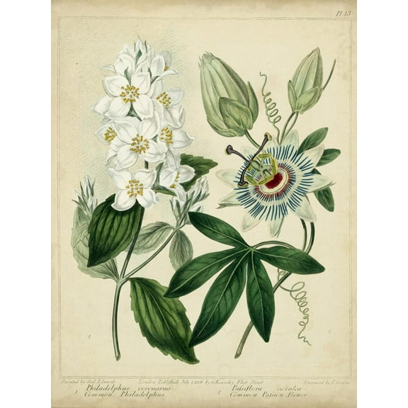 Art.com Cottage Florals II Art Print by Sydenham Teast Edwards, 12" x 16"