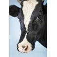 thumbnail image 1 of Art.com Cow Against Blue Background, Close-Up of Head Photo, 12" x 18", 1 of 4