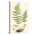 thumbnail image 1 of Art.com Curtis Ferns II Stretched Canvas Print Wall Art by Curtis, 12" x 18", 1 of 4