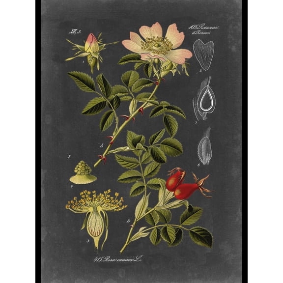 Art.com Custom Midnight Botanical I (R) Art Print by Vision Studio, 18" x 24"