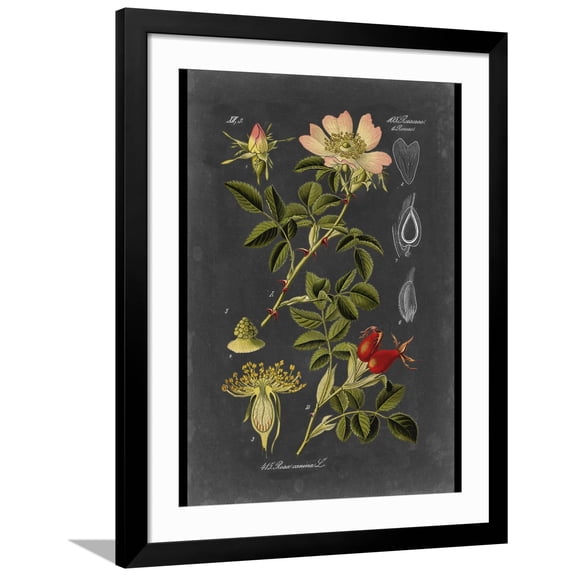 Art.com Custom Midnight Botanical I (R) Art Print by Vision Studio, Black Frame Wall Art, 32" x 40"