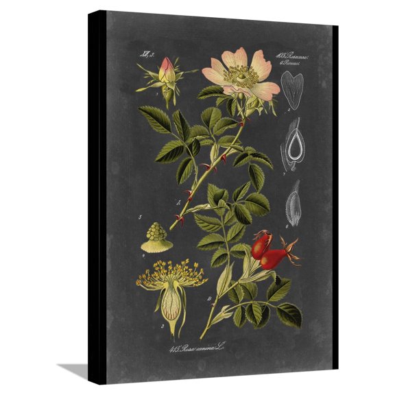 Art.com Custom Midnight Botanical I (R) Stretched Canvas Print Wall Art by Vision Studio, 18" x 24"