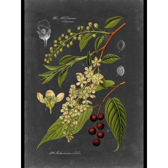 Art.com Custom Midnight Botanical II (R) Art Print by Vision Studio, 18" x 24"