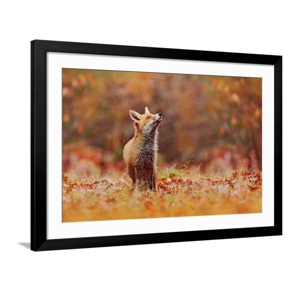 Art.com Cute Red Fox, Vulpes Vulpes in Fall Forest. Beautiful Animal in the Nature Habitat. Wildlife Scene Photographic Print, Black Frame Wall Art, 44" x 32"