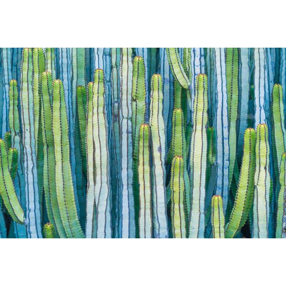 Art.com DETAIL VIEW OF THE CARDON CACTUS IN SUMMER WITH RICH BLUE GREEN AND TORQOUISE COLORS Photographic Print by ED Reardon, 18" x 12"