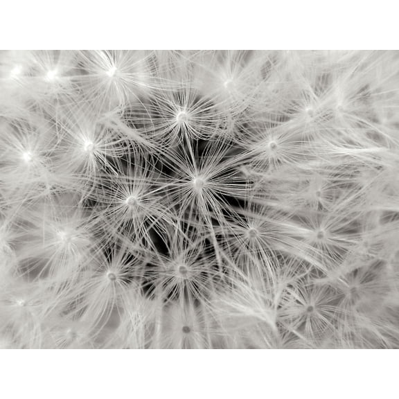 Art.com Dandelion 2 Photographic Print by Jim Christensen, 16" x 12"