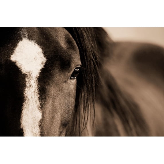 Art.com Dark Eyes Photographic Print by Lisa Dearing, 18" x 12"