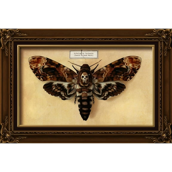 Art.com Death's Head Moth Art Print by Lantern Press, 18" x 12"