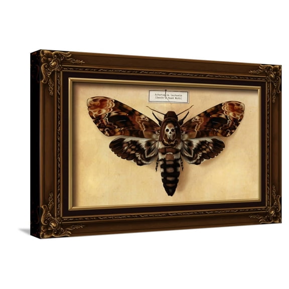 Art.com Death's Head Moth Stretched Canvas Print Wall Art by Lantern Press, 24" x 16"