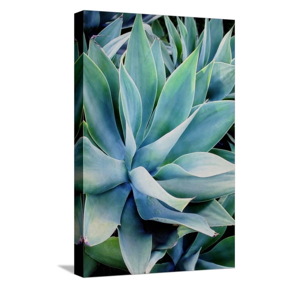 Art.com Deep Dive II Stretched Canvas Print Wall Art by Elizabeth Urquhart, 12" x 18"