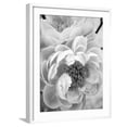 thumbnail image 1 of Art.com Delicate Blossom III Photo by Nicole Katano, White Frame Wall Art, 23" x 29", 1 of 5