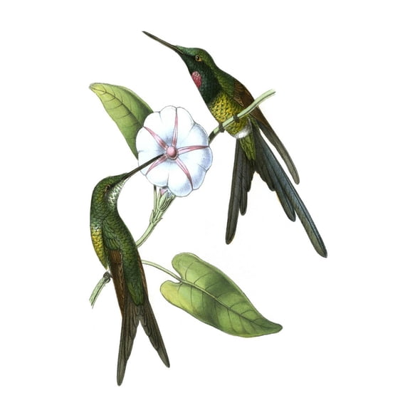 Art.com Delicate Hummingbird III Art Print by Vision Studio, 24" x 36"