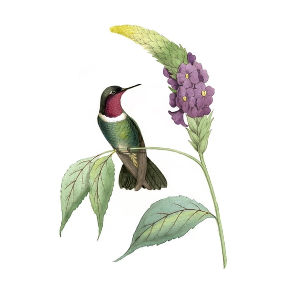 Art.com Delicate Hummingbird IV Art Print by Vision Studio, 16" x 24"