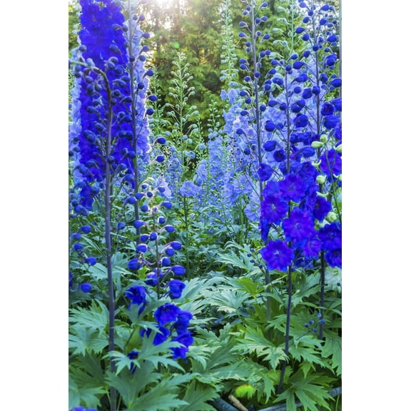 Art.com Delphinium larkspur, VanDusen Botanical Garden, Vancouver, British Columbia, Canada. Photographic Print by William Perry, 12" x 18"