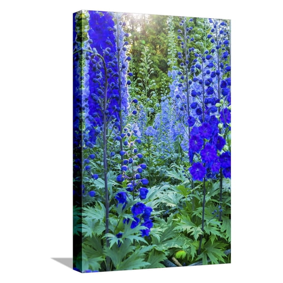 Art.com Delphinium larkspur, VanDusen Botanical Garden, Vancouver, British Columbia, Canada. Stretched Canvas Print Wall Art by William Perry, 12" x 18"