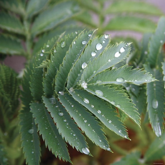 Art.com Dew Drops I Photo by Nicole Katano, 30" x 30"