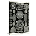 thumbnail image 1 of Art.com Diatoms Stretched Canvas Print Wall Art by Ernst Haeckel, 16" x 24", 1 of 4