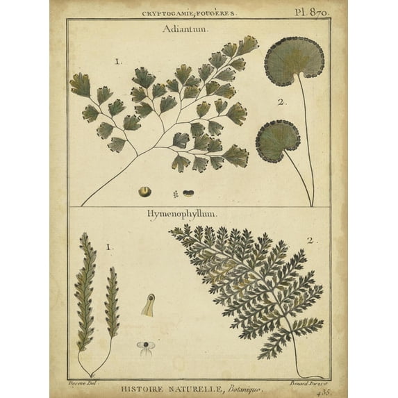 Art.com Diderot Antique Ferns IV Art Print by Daniel Diderot, 12" x 16"