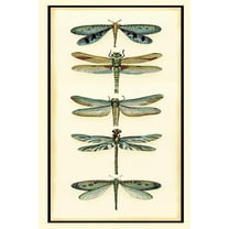 Art.com Dragonfly Collector I Art Print by Chariklia Zarris, 12" x 18"